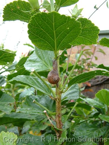 Snail on Hibiscus 